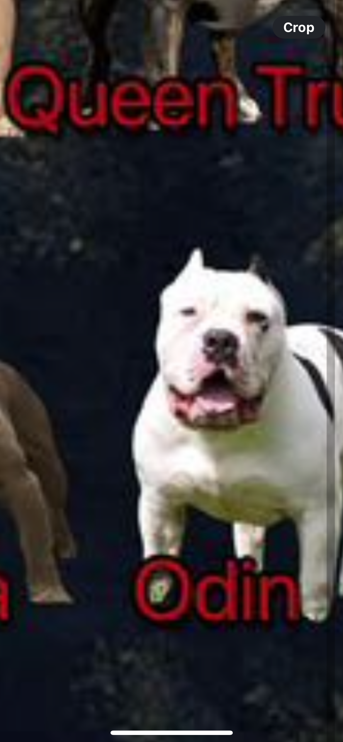 Dog Featured Image