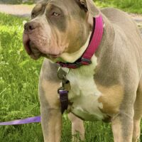 BBB Athena of Aeolus Bullies