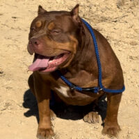 TheBoysBullies Victorie