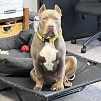 Topdogbullies Beloved Bo
