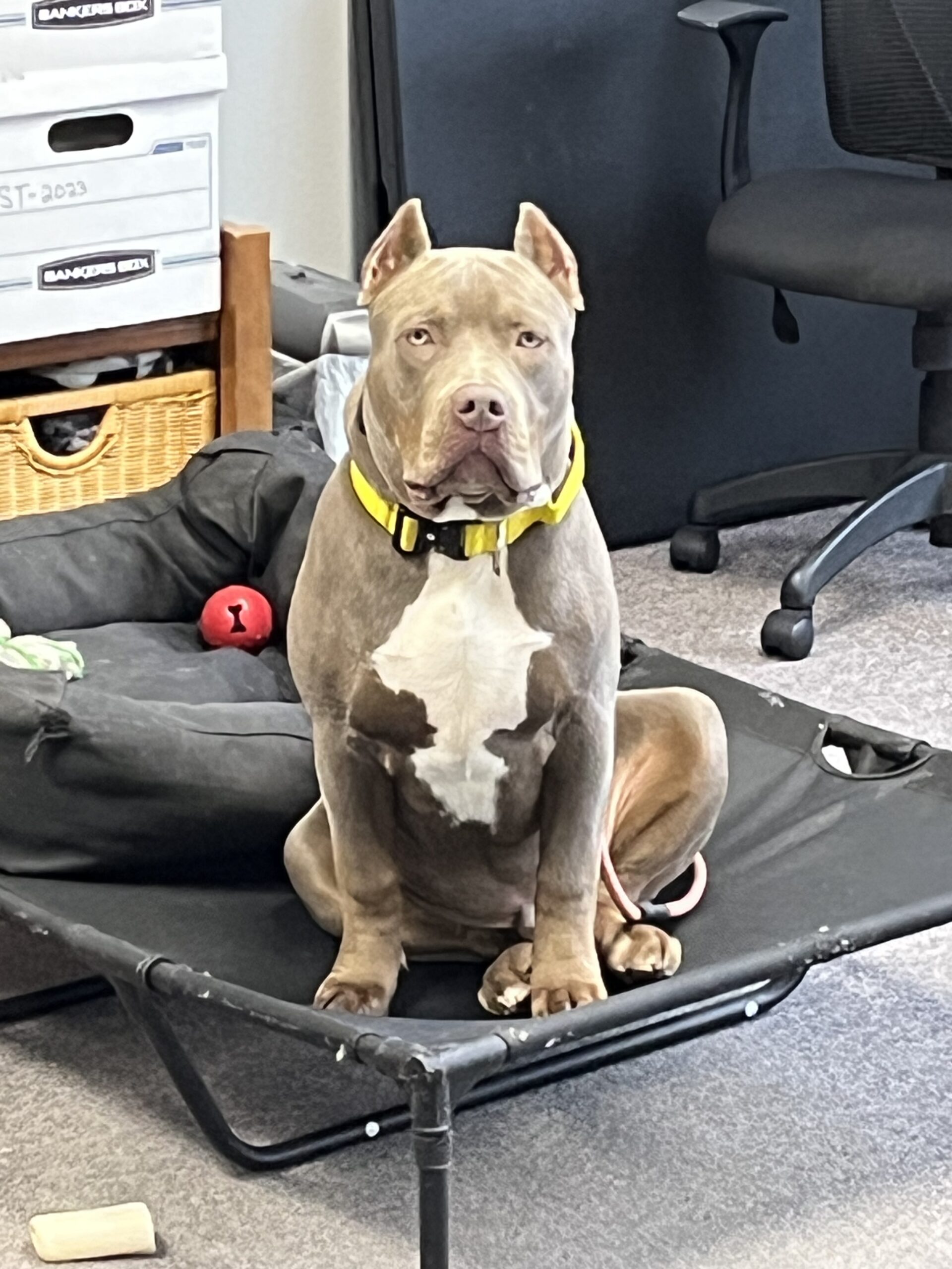 Dog Featured Image