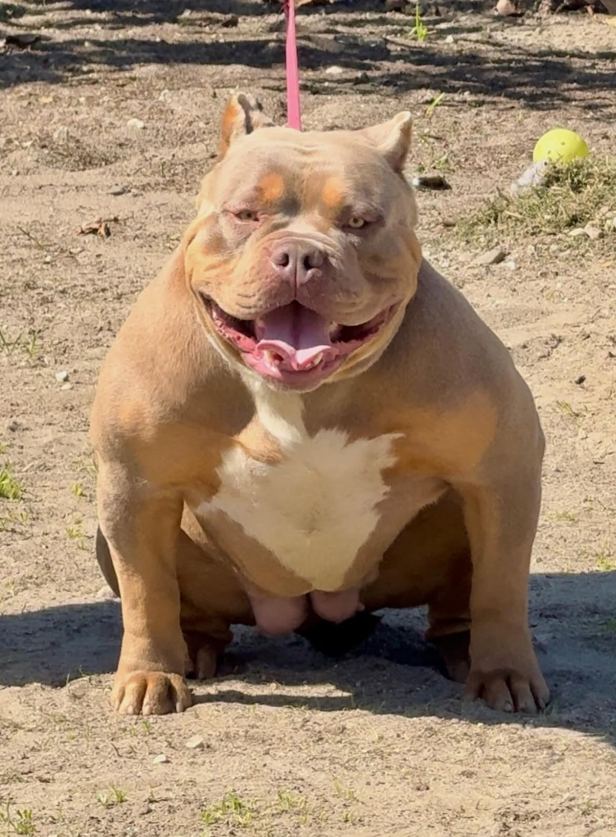 Dog Featured Image