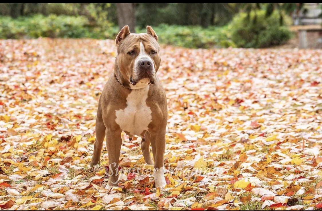 Dog Featured Image