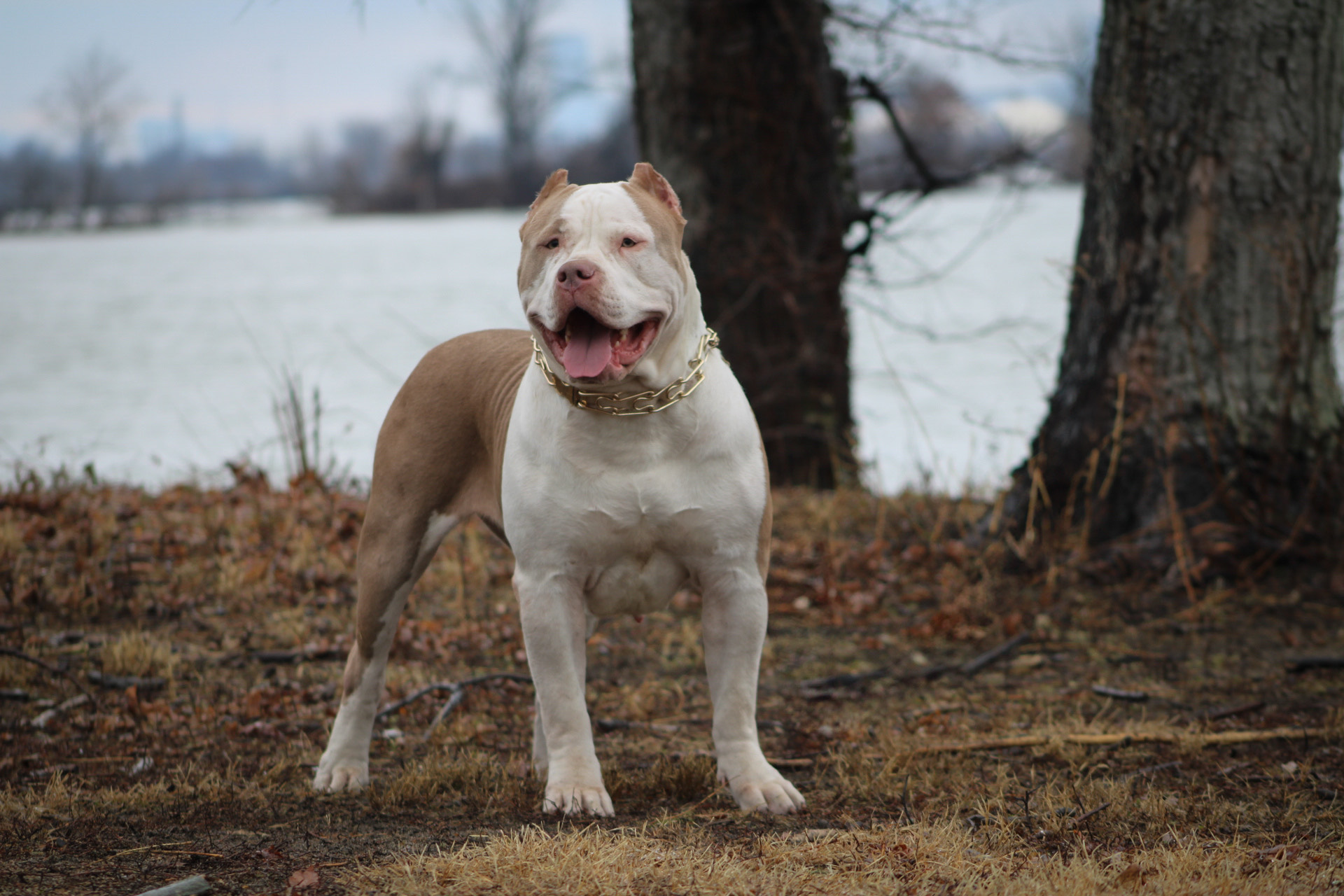 Dog Featured Image