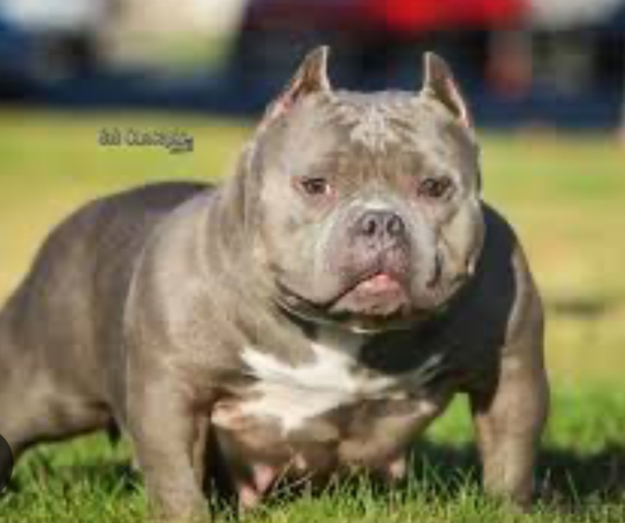 Dog Featured Image