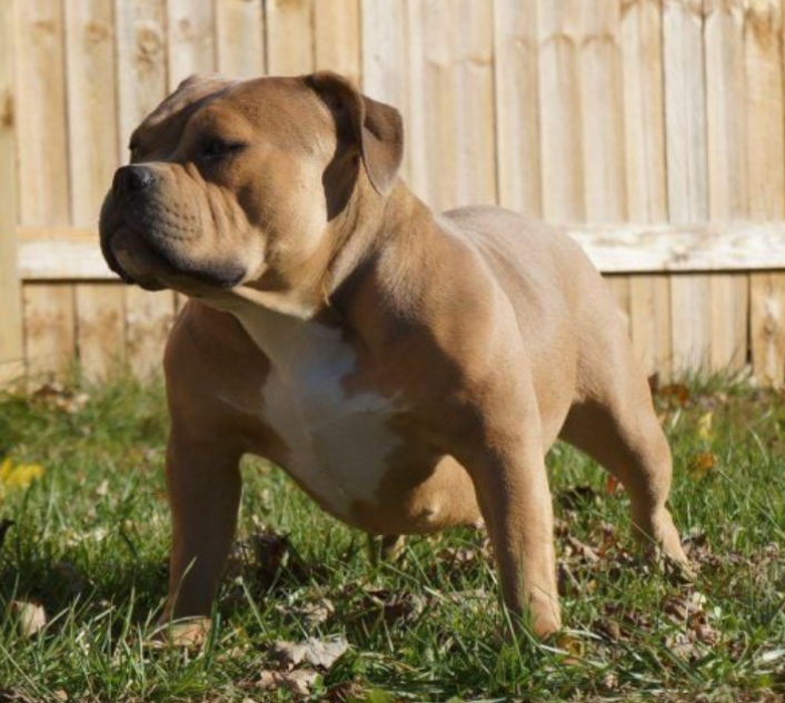 Dog Featured Image