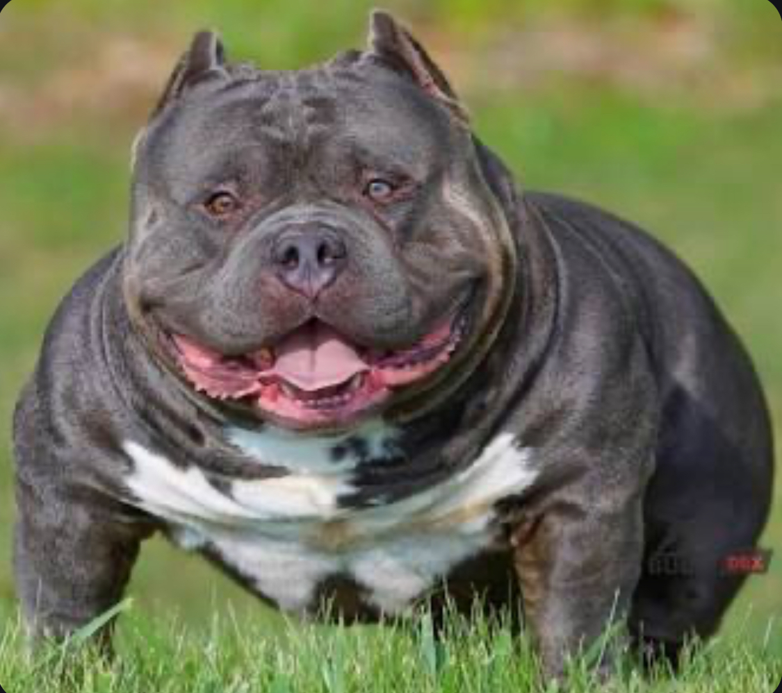 Dog Featured Image