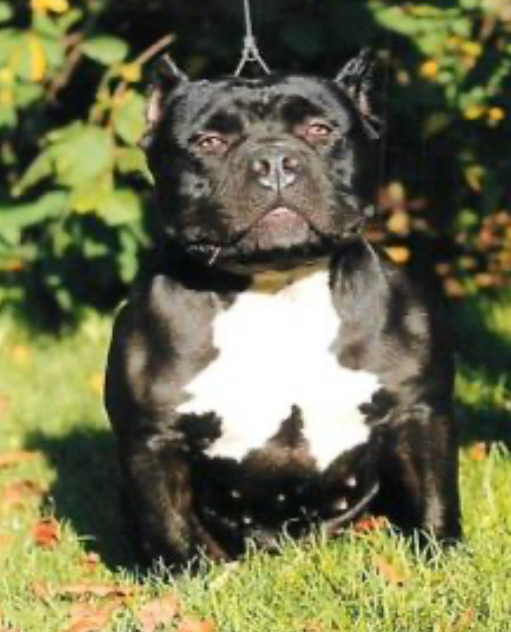 Dog Featured Image