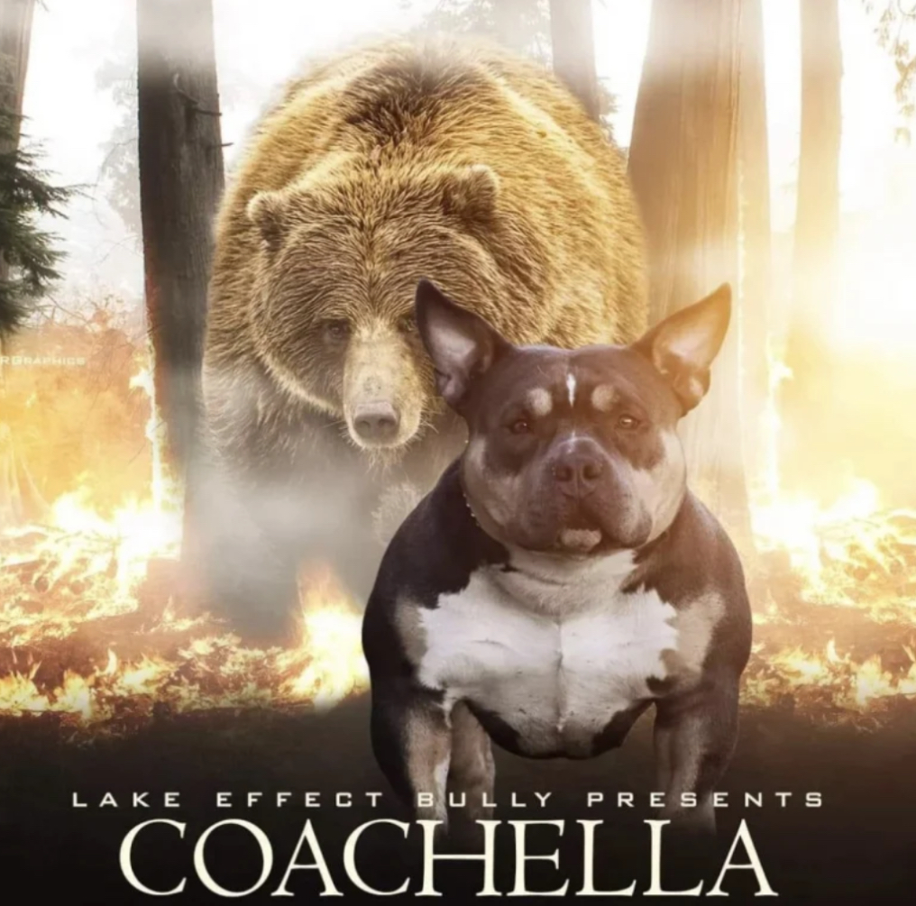 Dog Featured Image