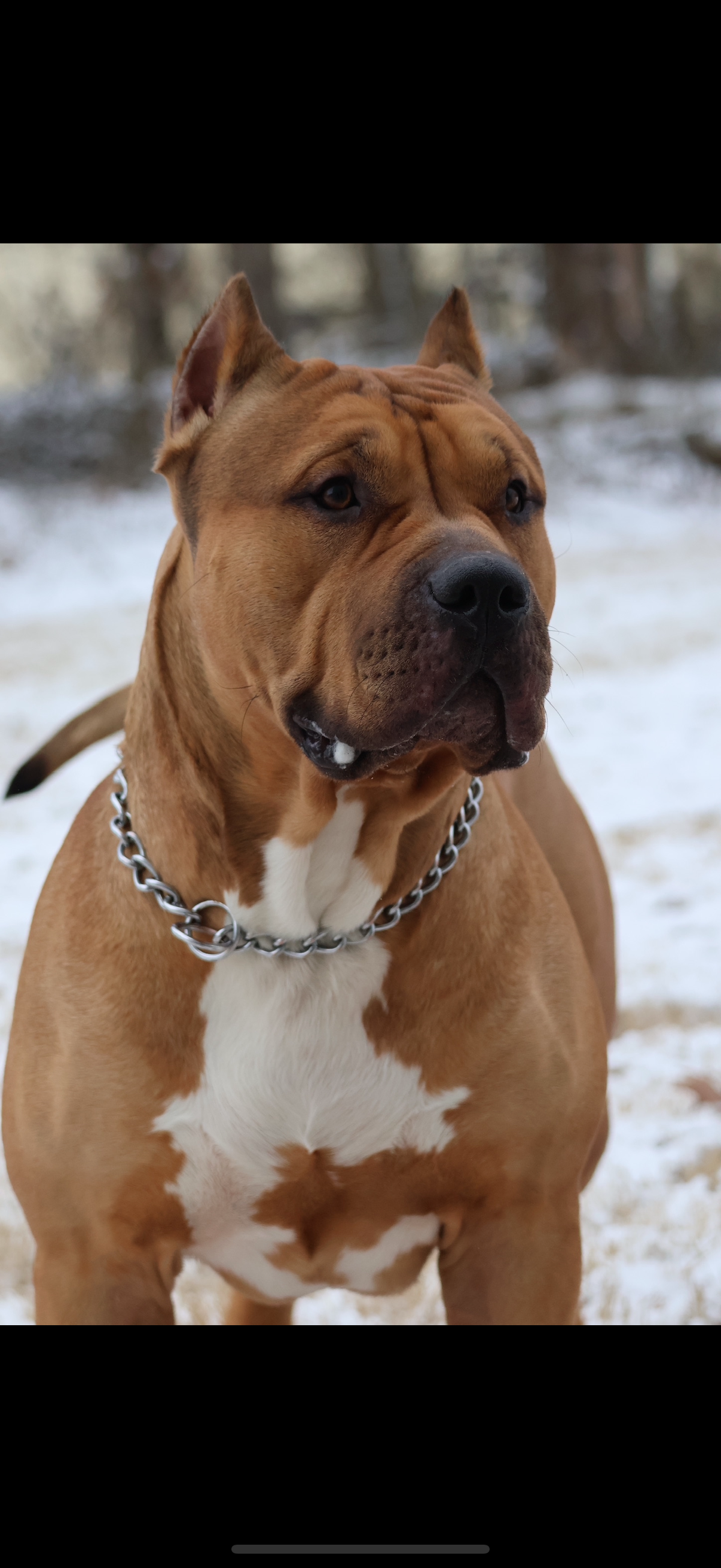 Dog Featured Image