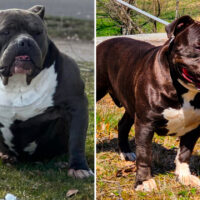 Test breeding 2
