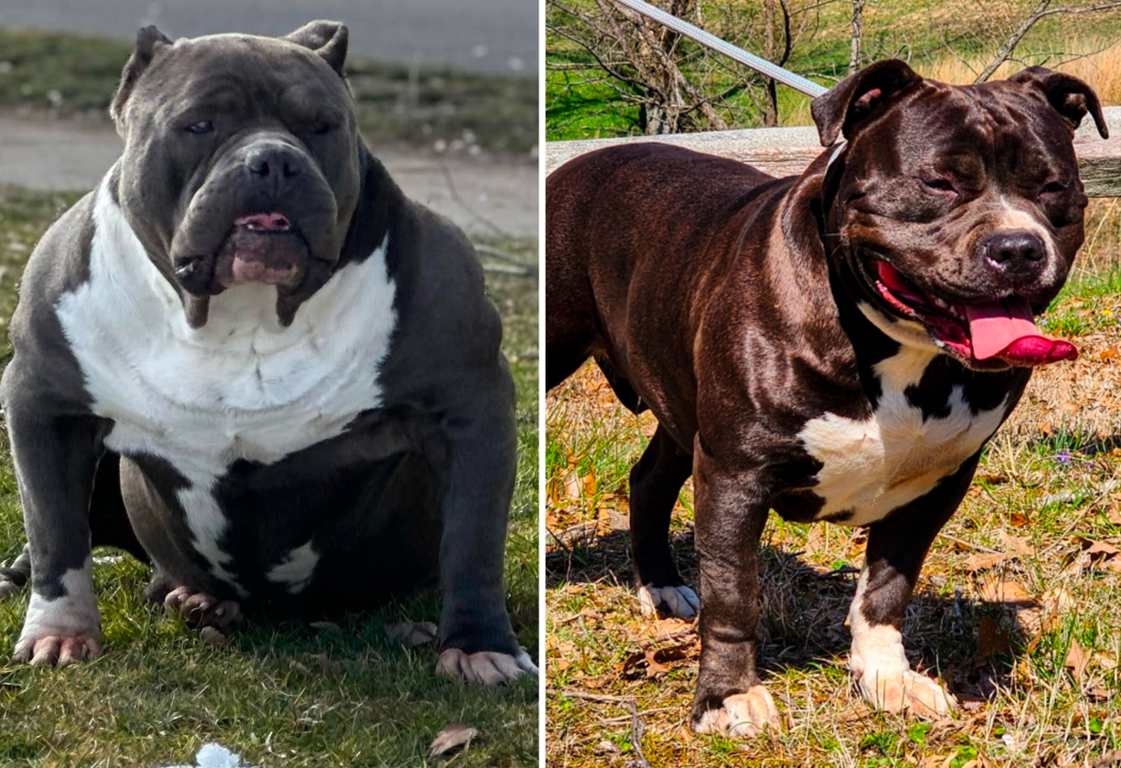 Dog Featured Image