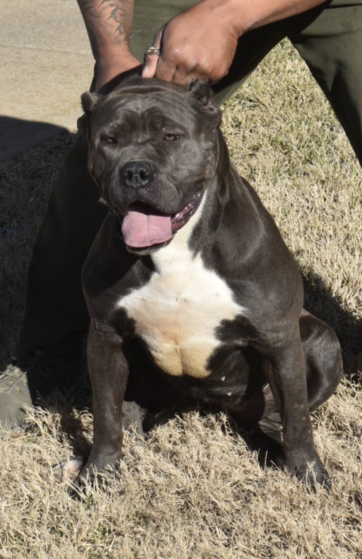 Dog Featured Image
