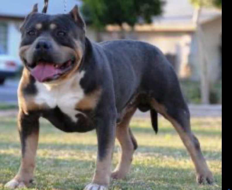 Dog Featured Image