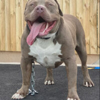 Dog Featured Image