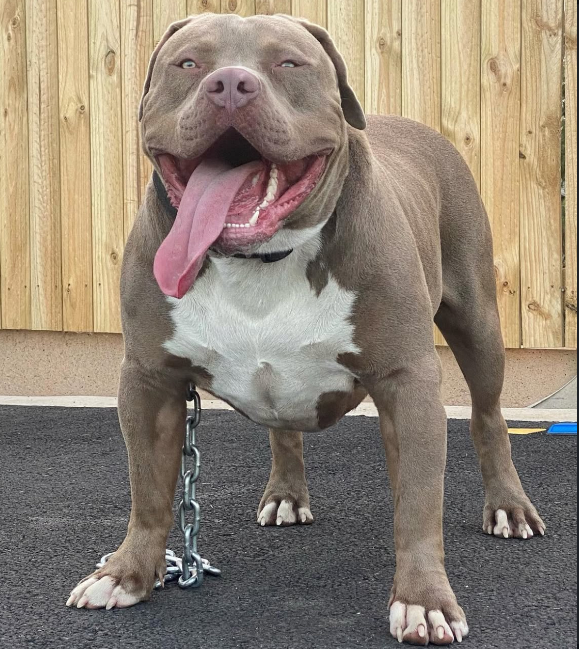 Dog Featured Image