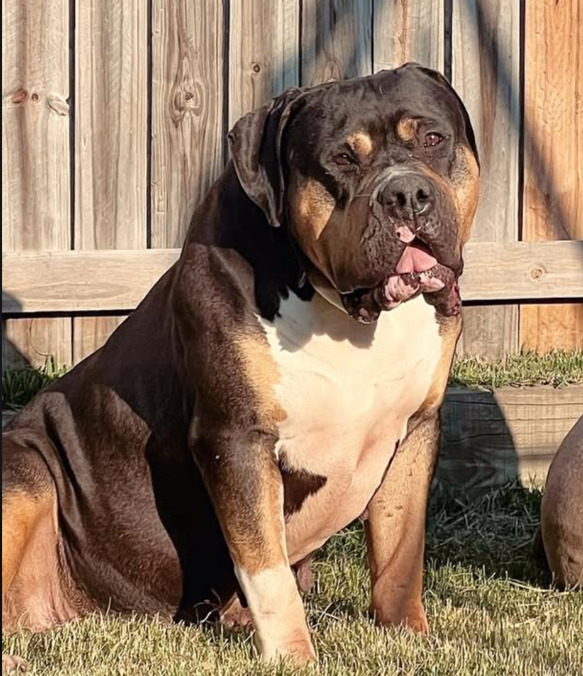 Dog Featured Image