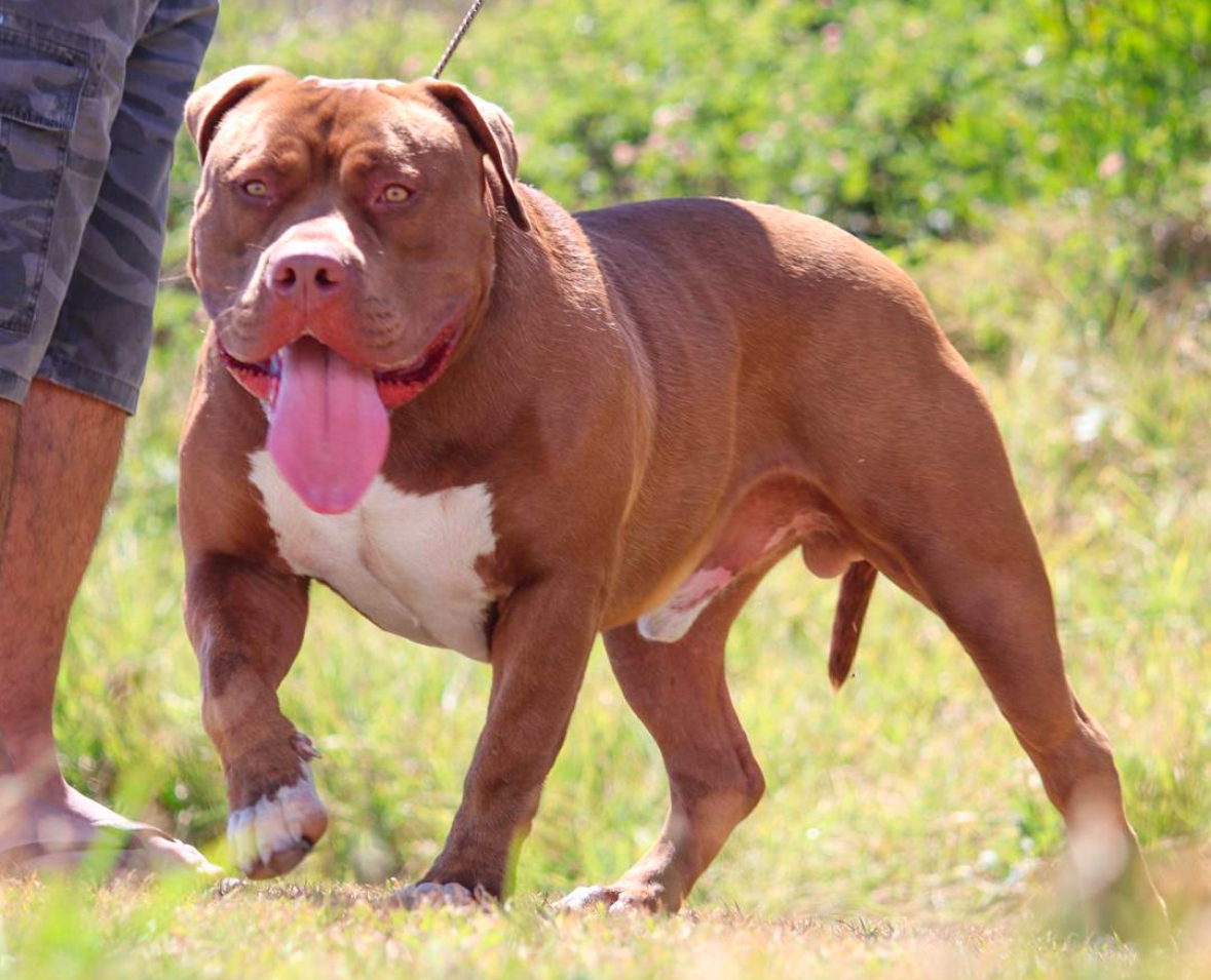 Dog Featured Image