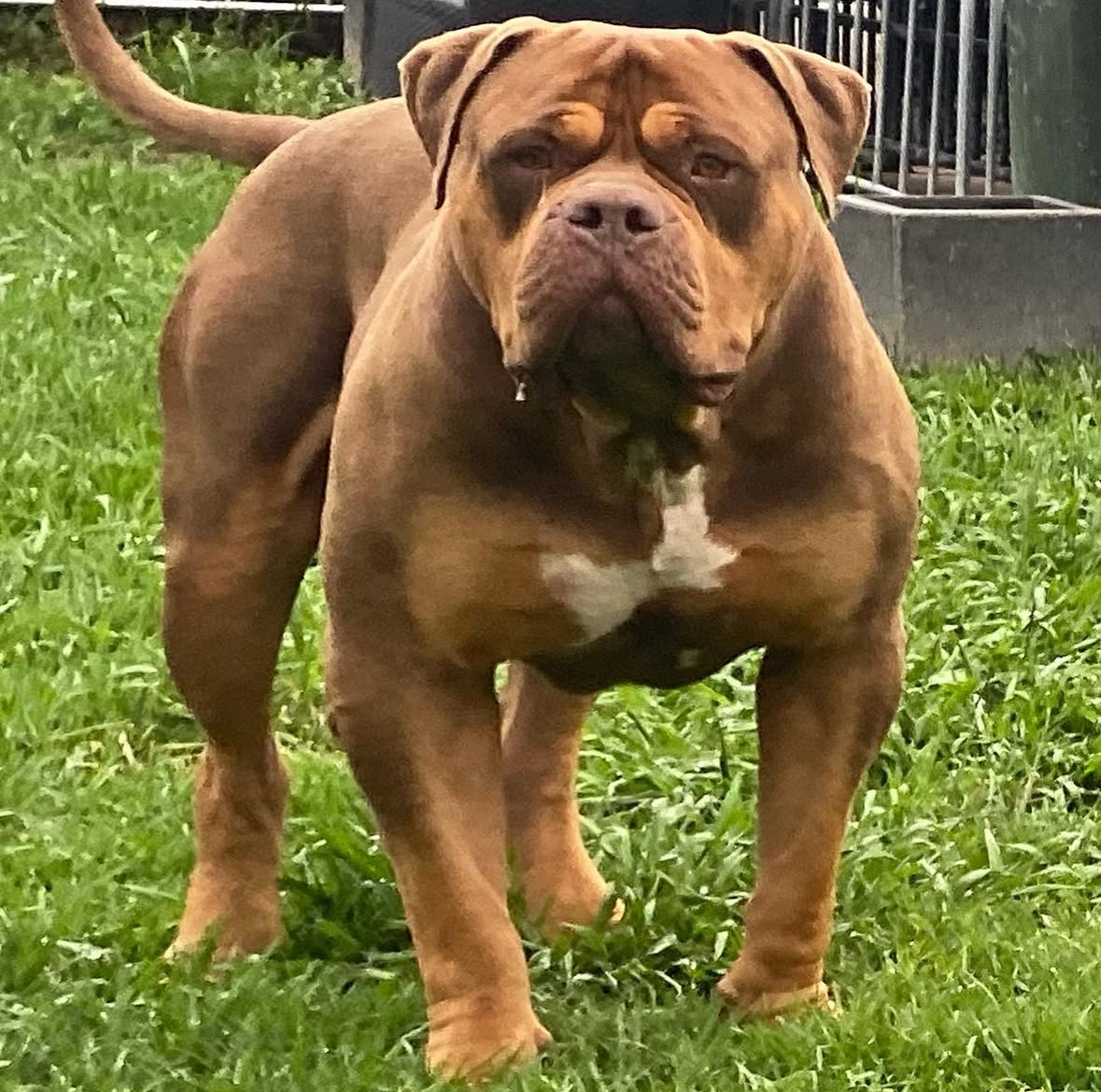 Dog Featured Image