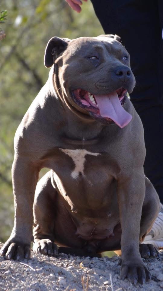 Dog Featured Image