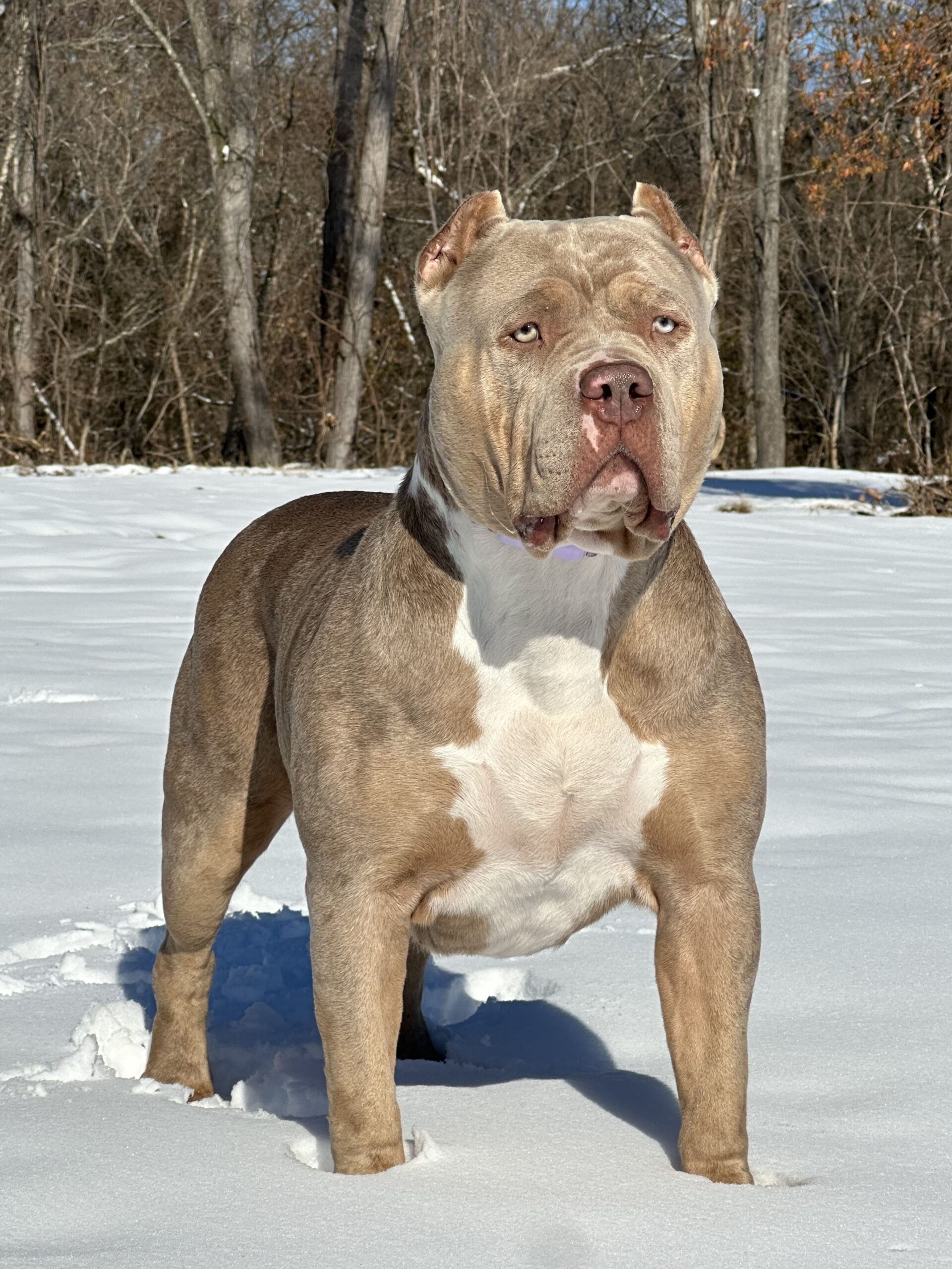Dog Featured Image