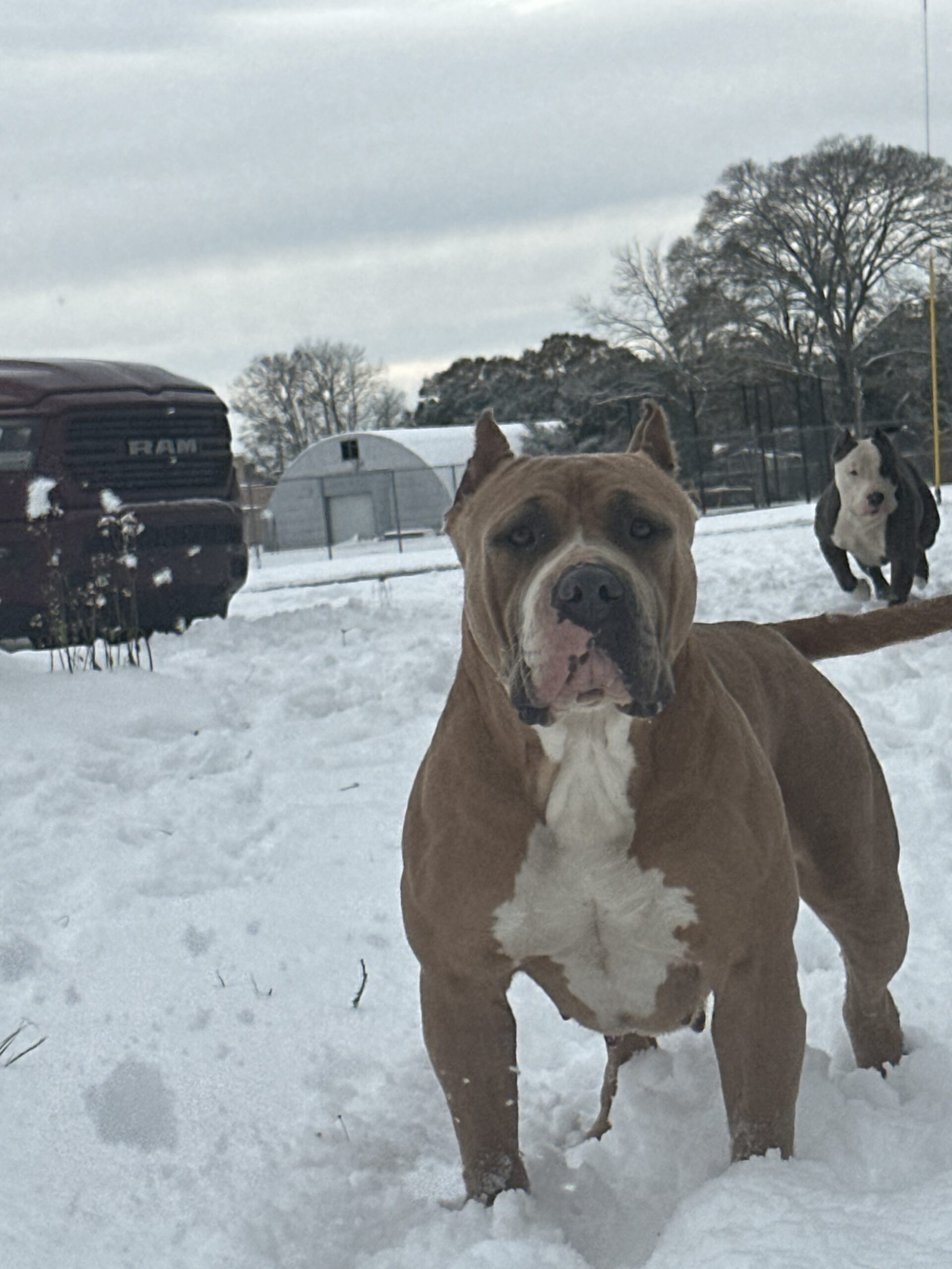 Dog Featured Image