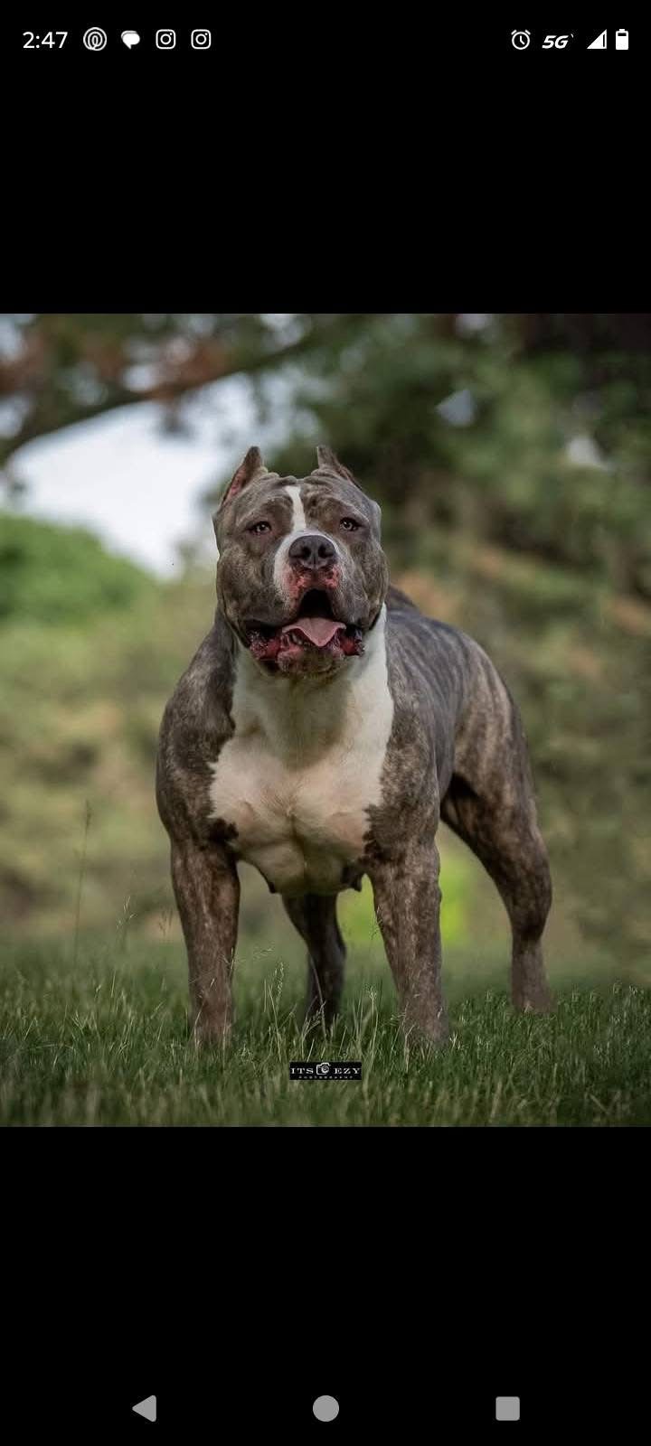 Dog Featured Image