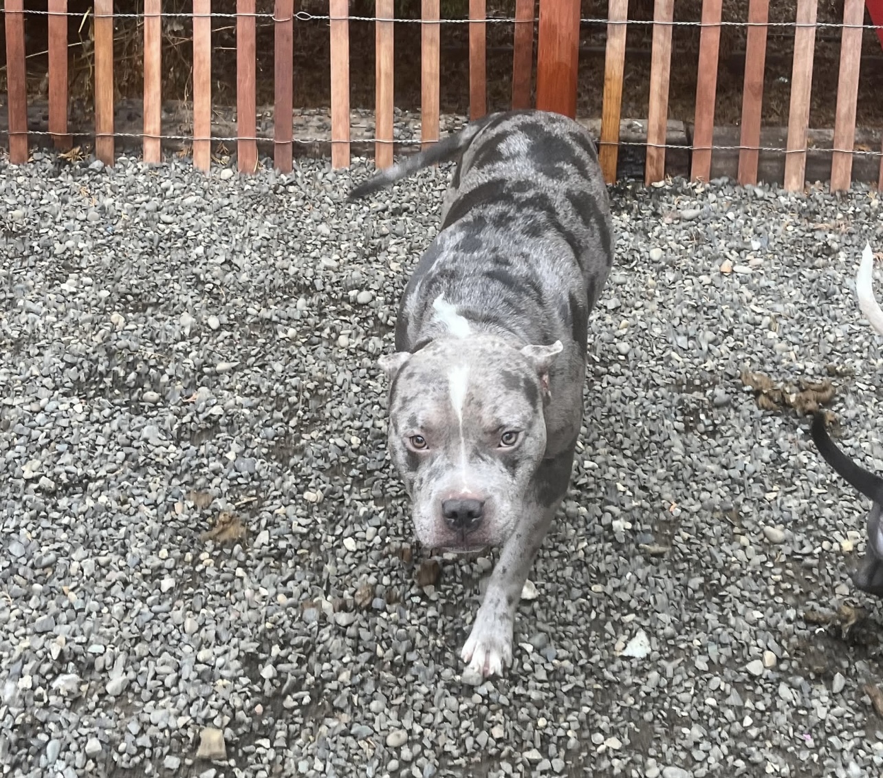 Dog Featured Image