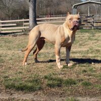Dog Featured Image