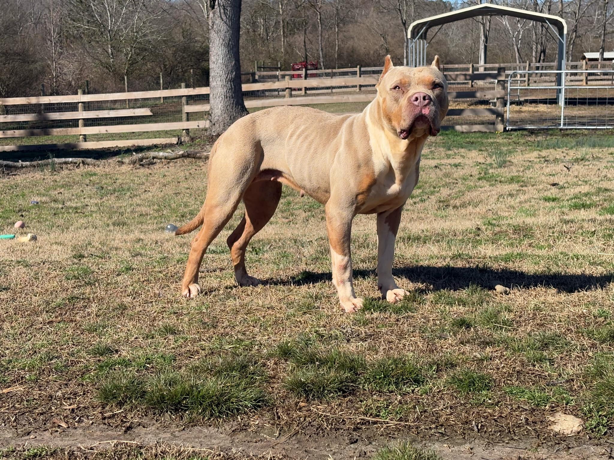Dog Featured Image