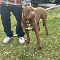 Dog Featured Image