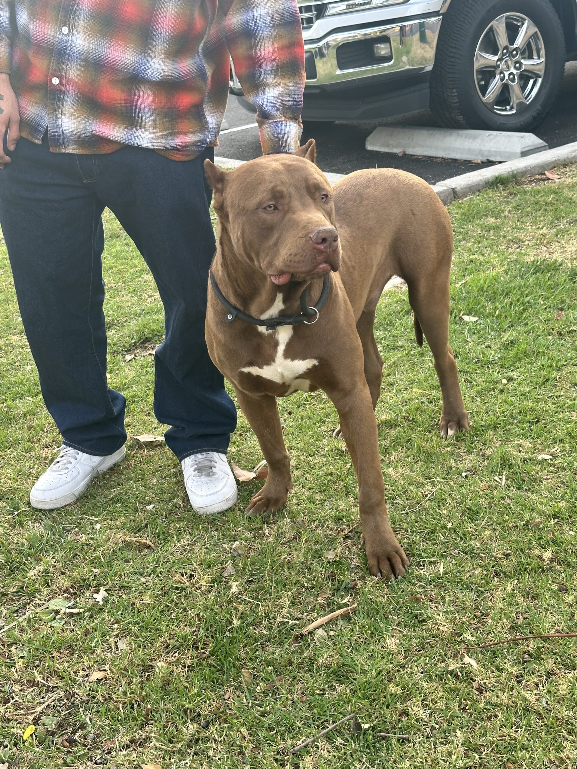 Dog Featured Image