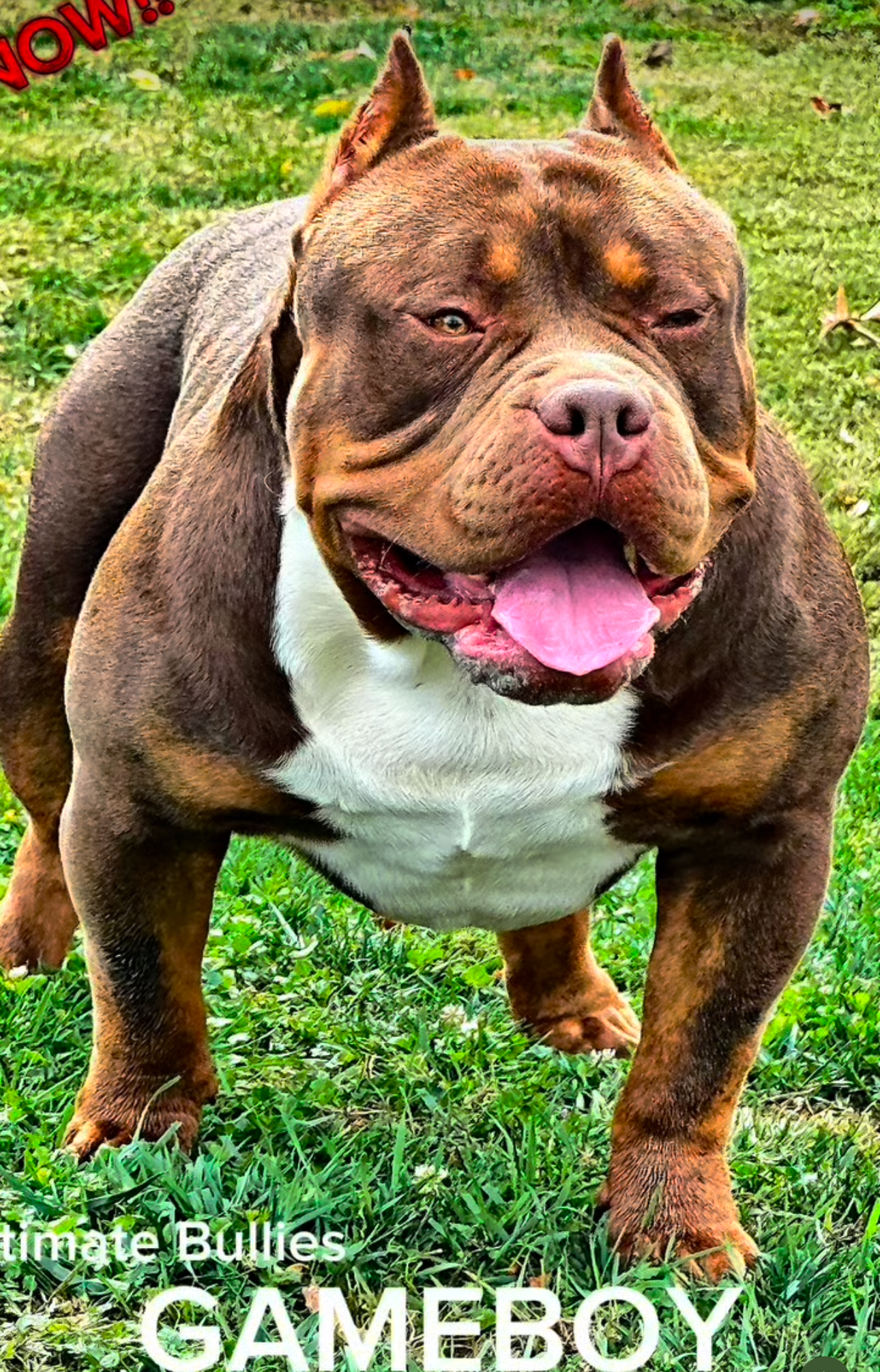 Dog Featured Image
