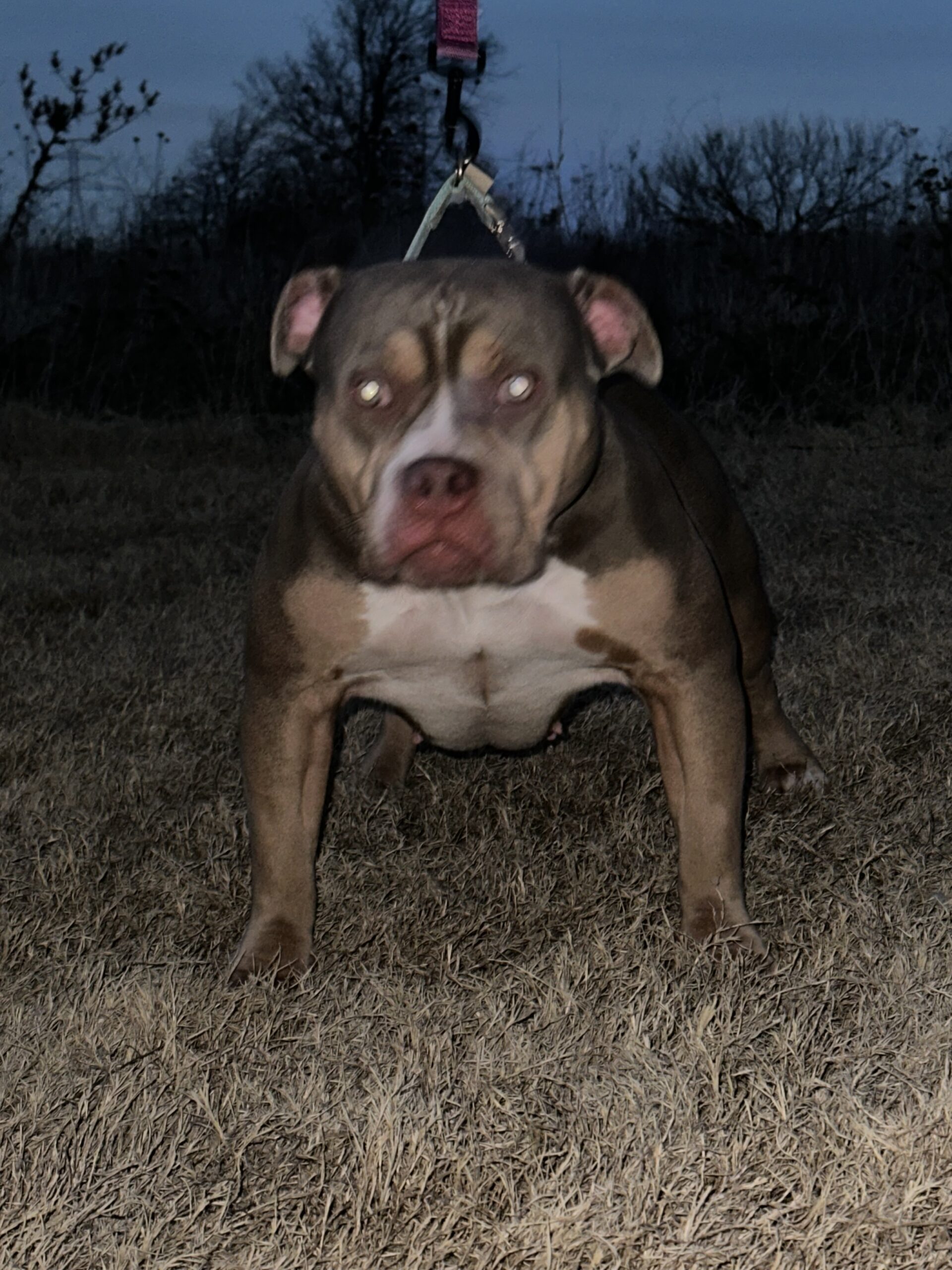 Dog Featured Image