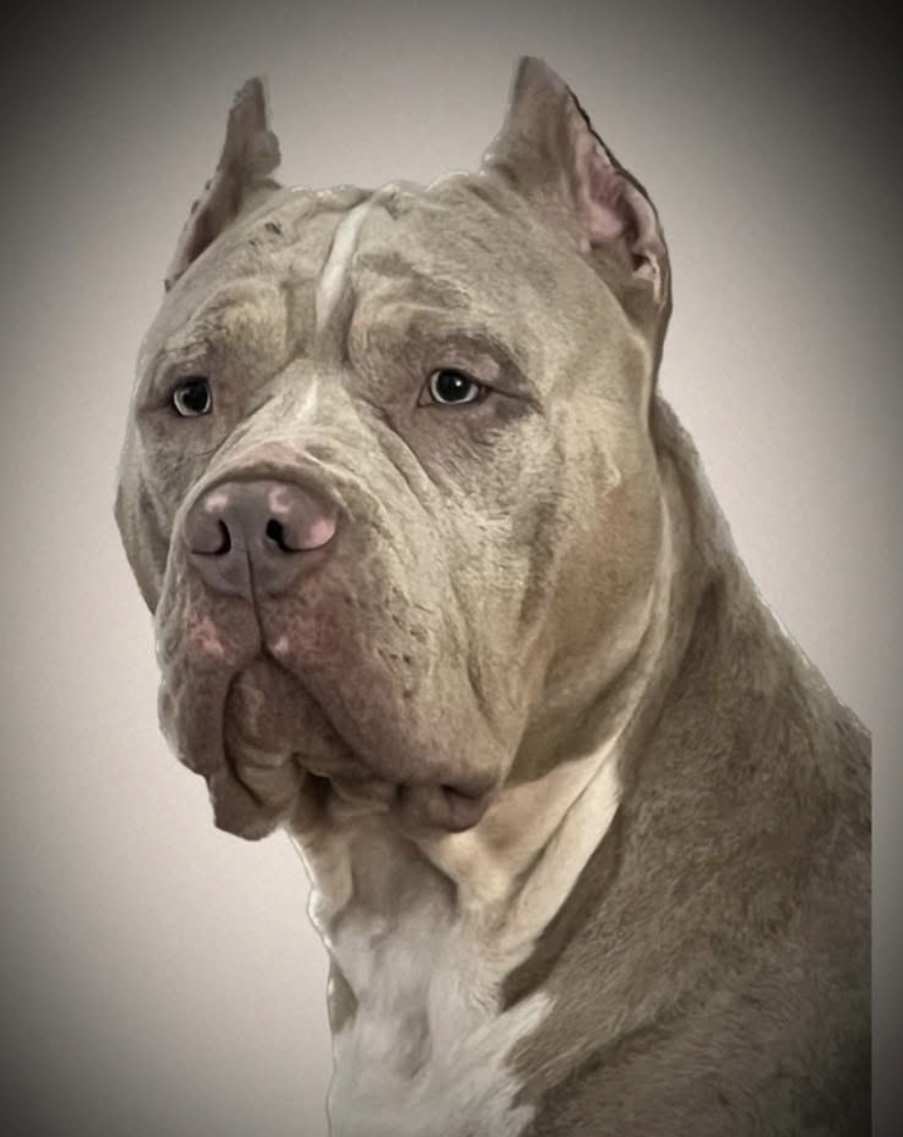 Dog Featured Image