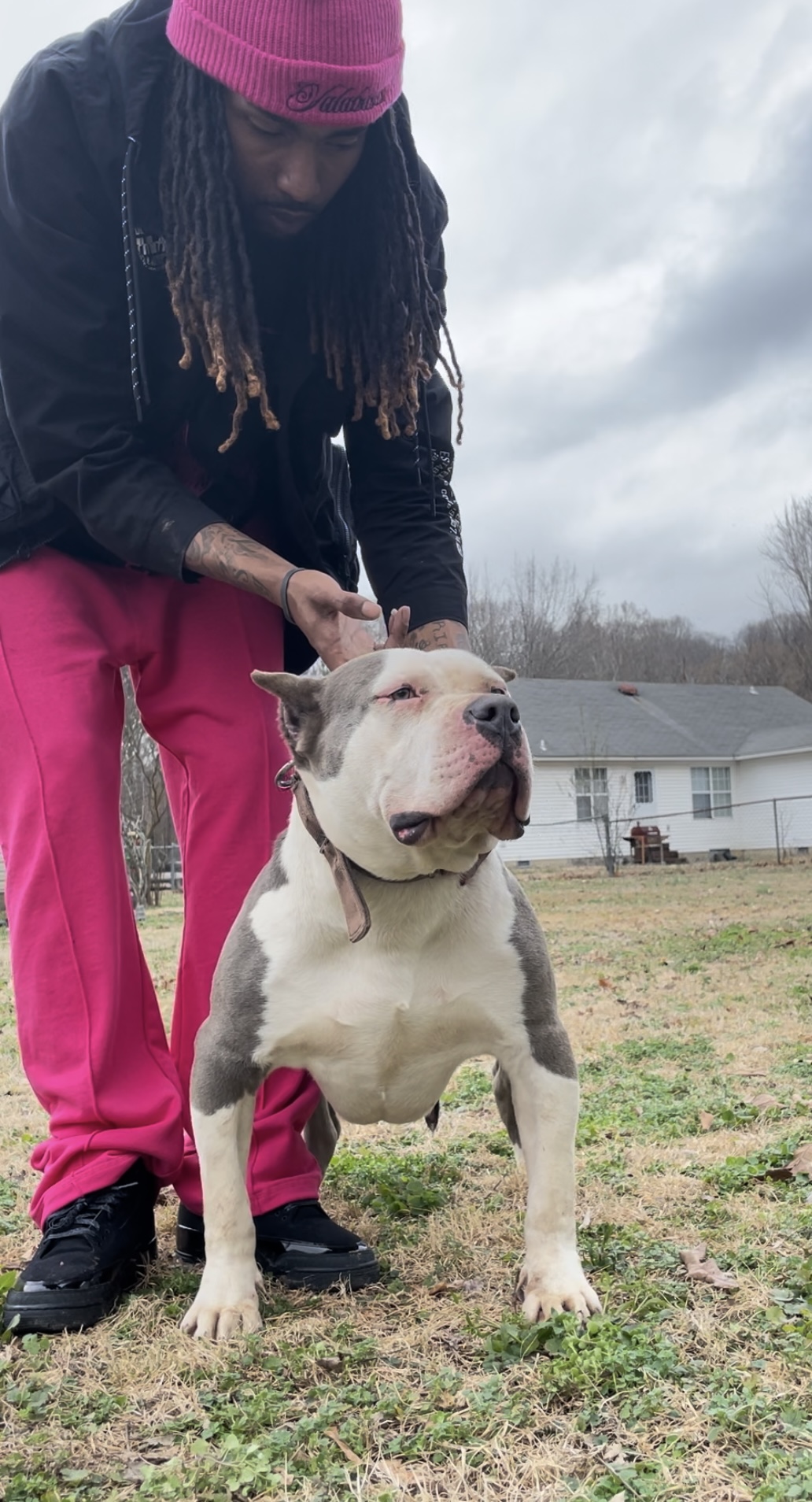 Dog Featured Image