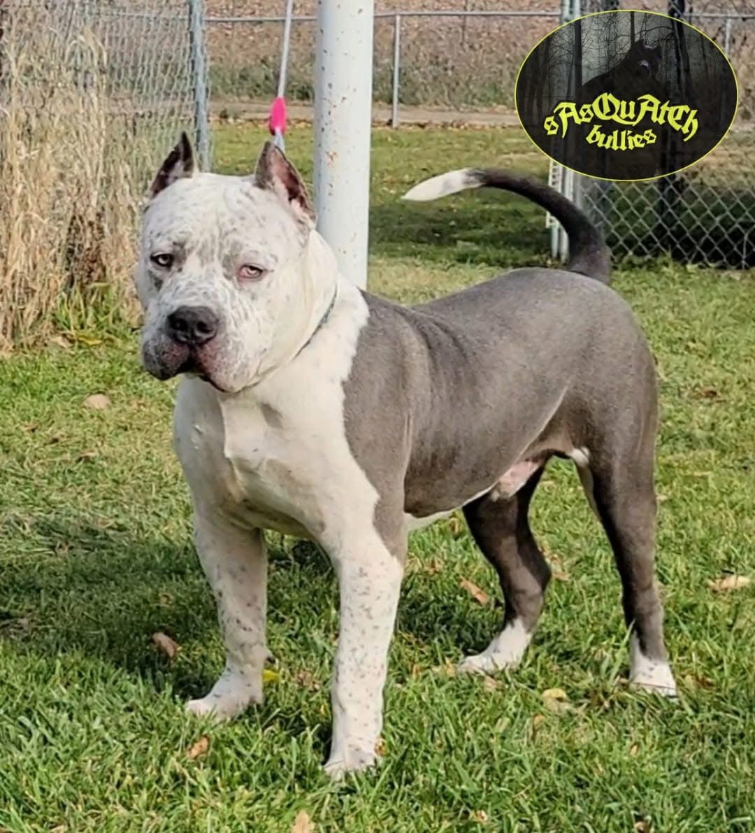 Dog Featured Image