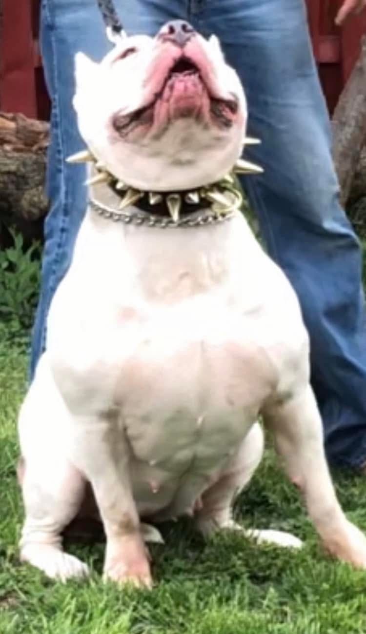 Dog Featured Image