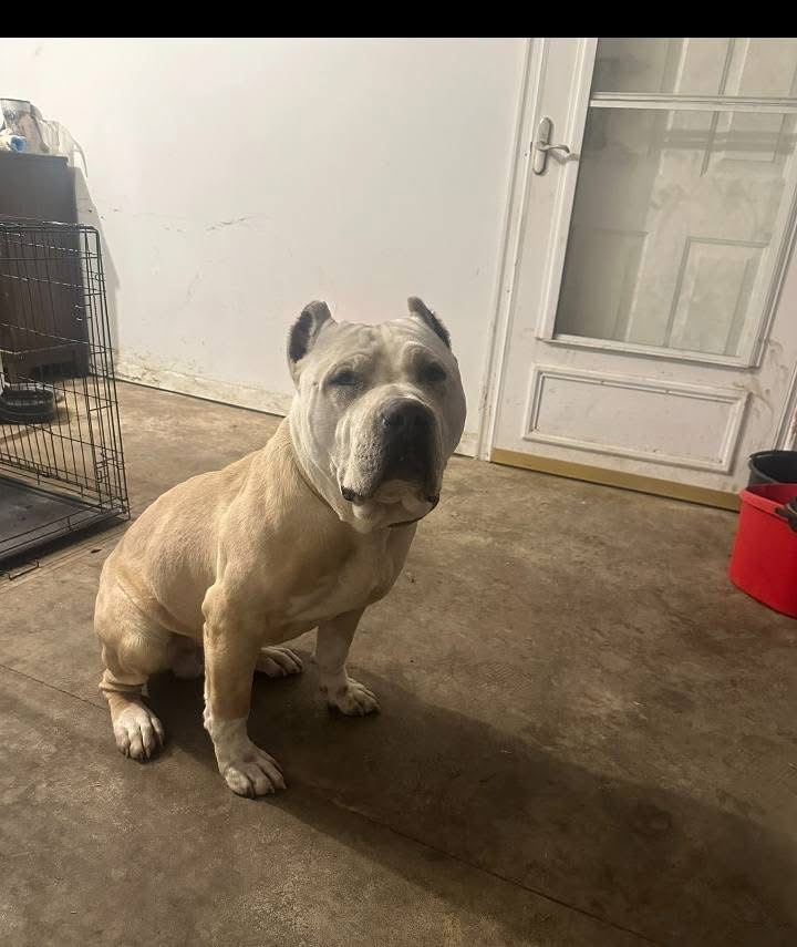 Dog Featured Image