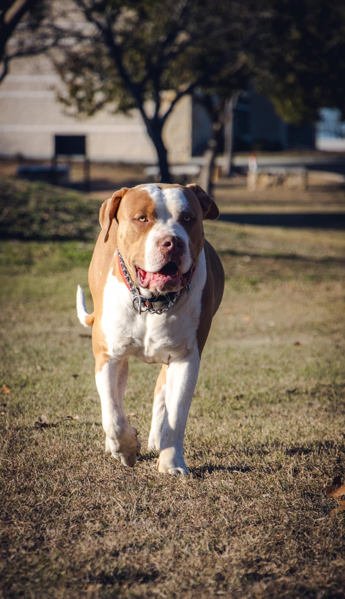 Dog Featured Image