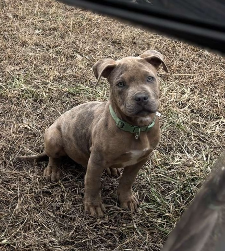 Dog Featured Image
