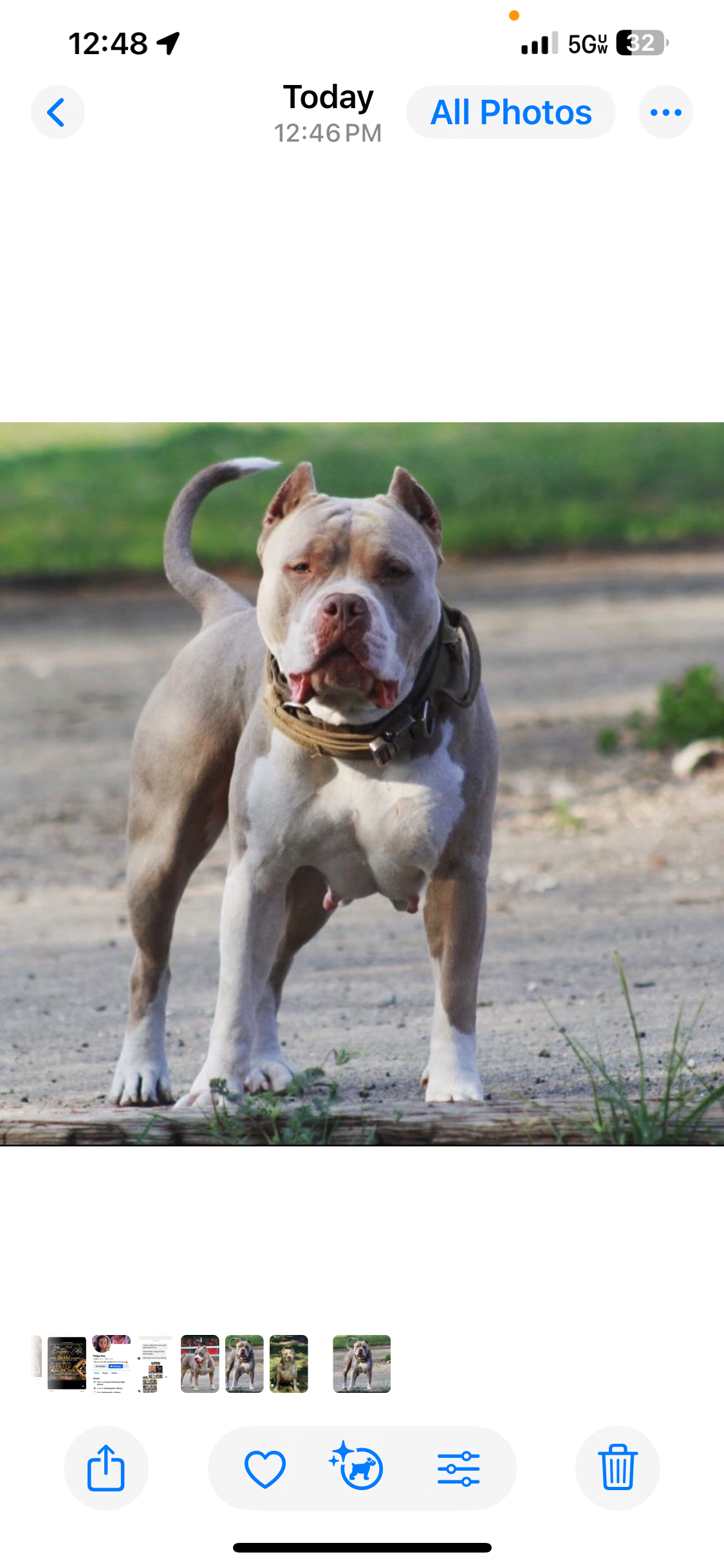 Dog Featured Image
