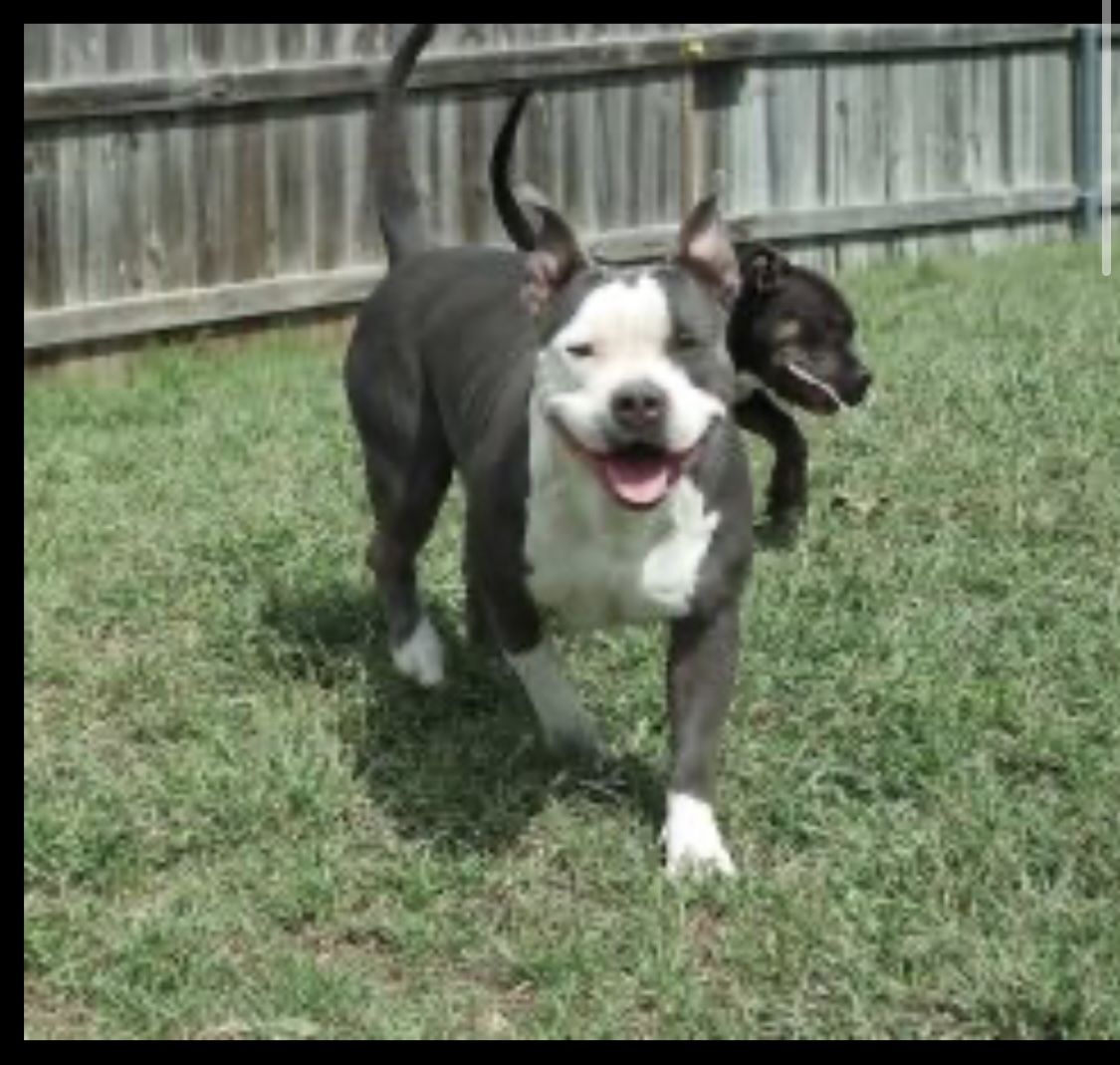 Dog Featured Image