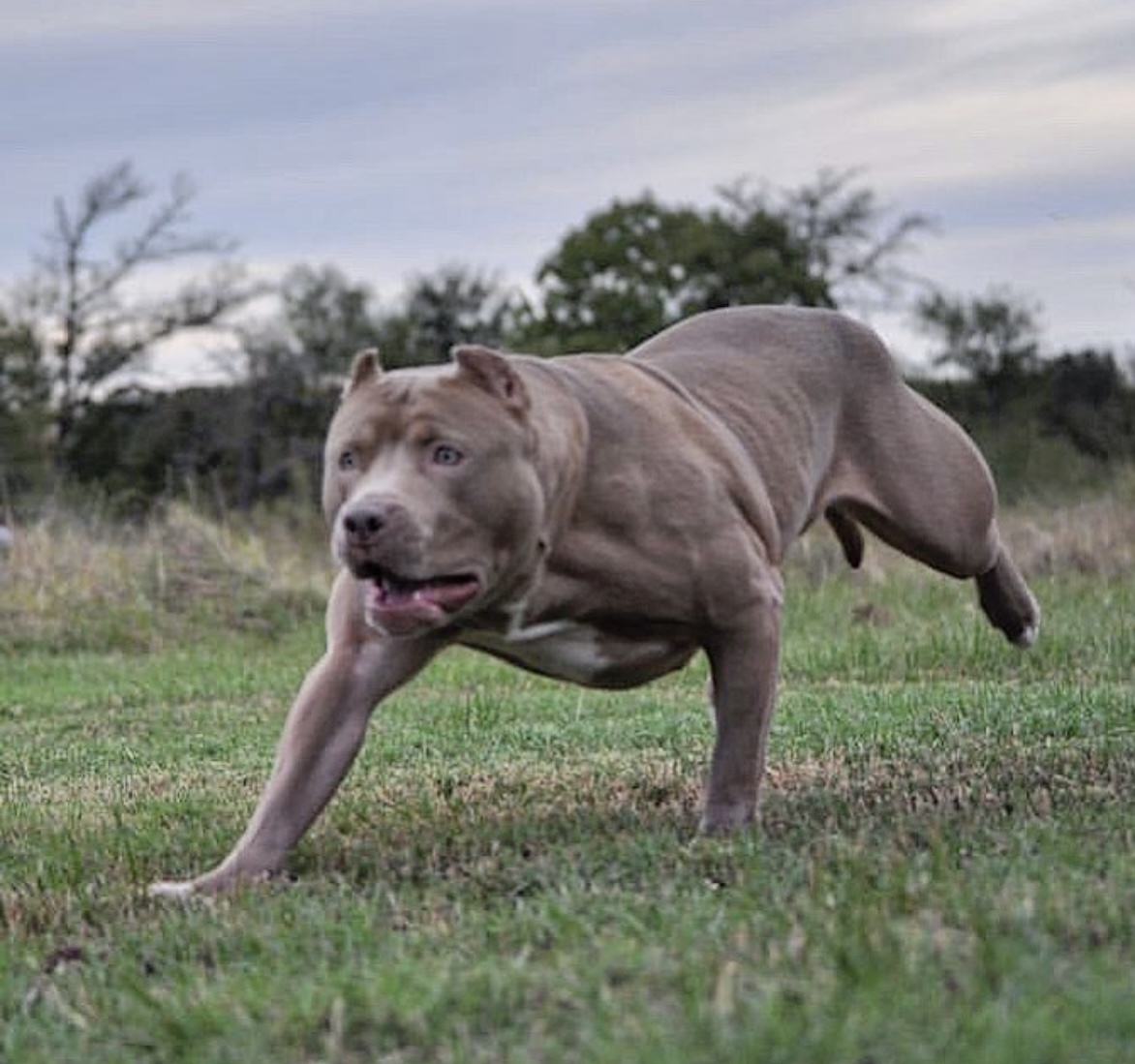Dog Featured Image