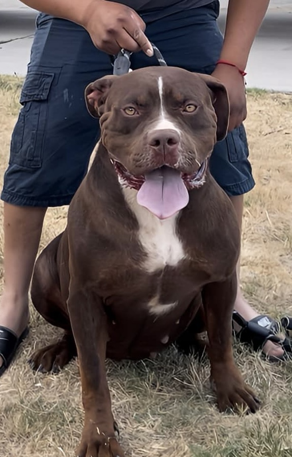 Dog Featured Image