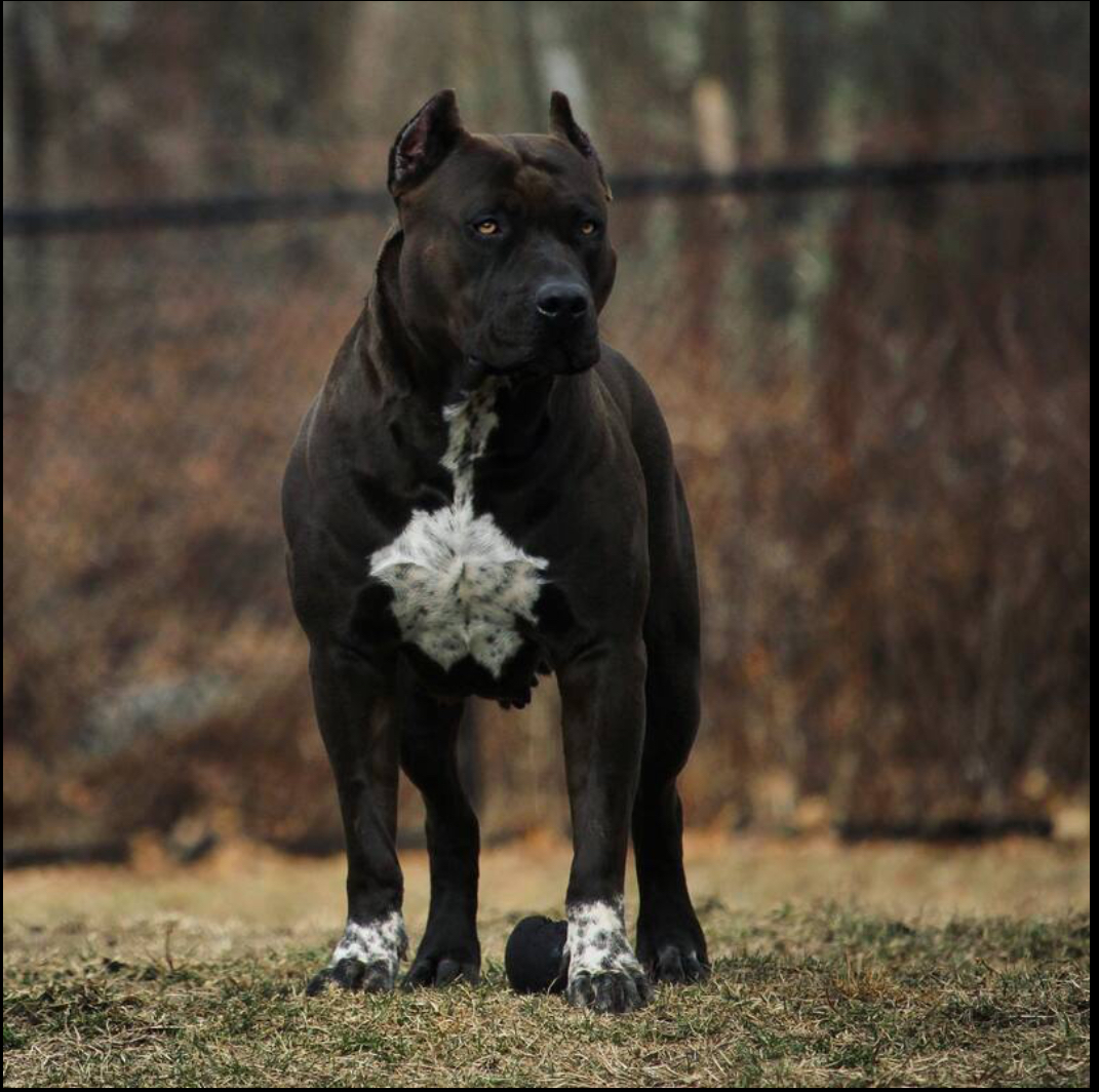 Dog Featured Image