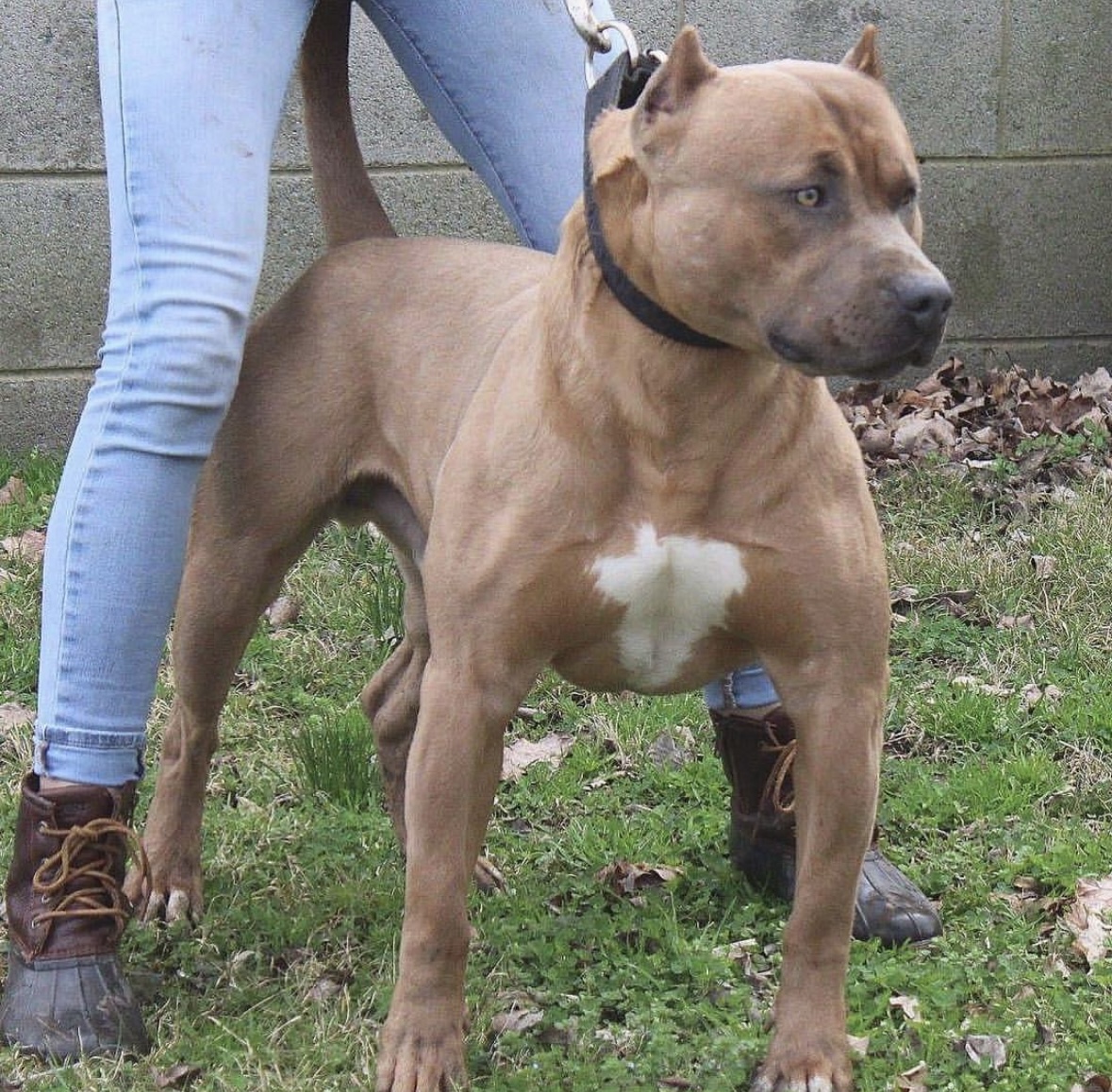 Dog Featured Image