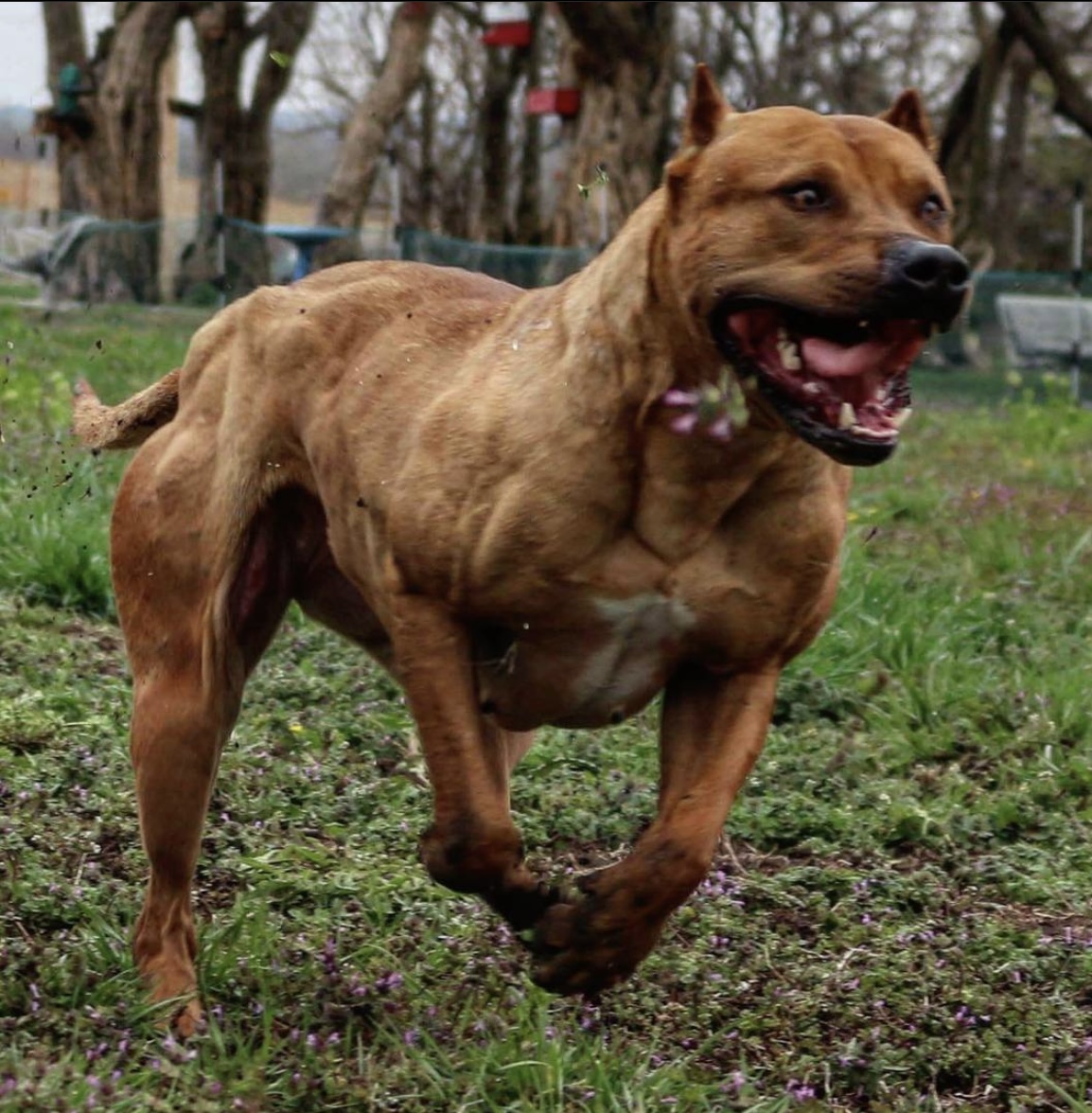 Dog Featured Image