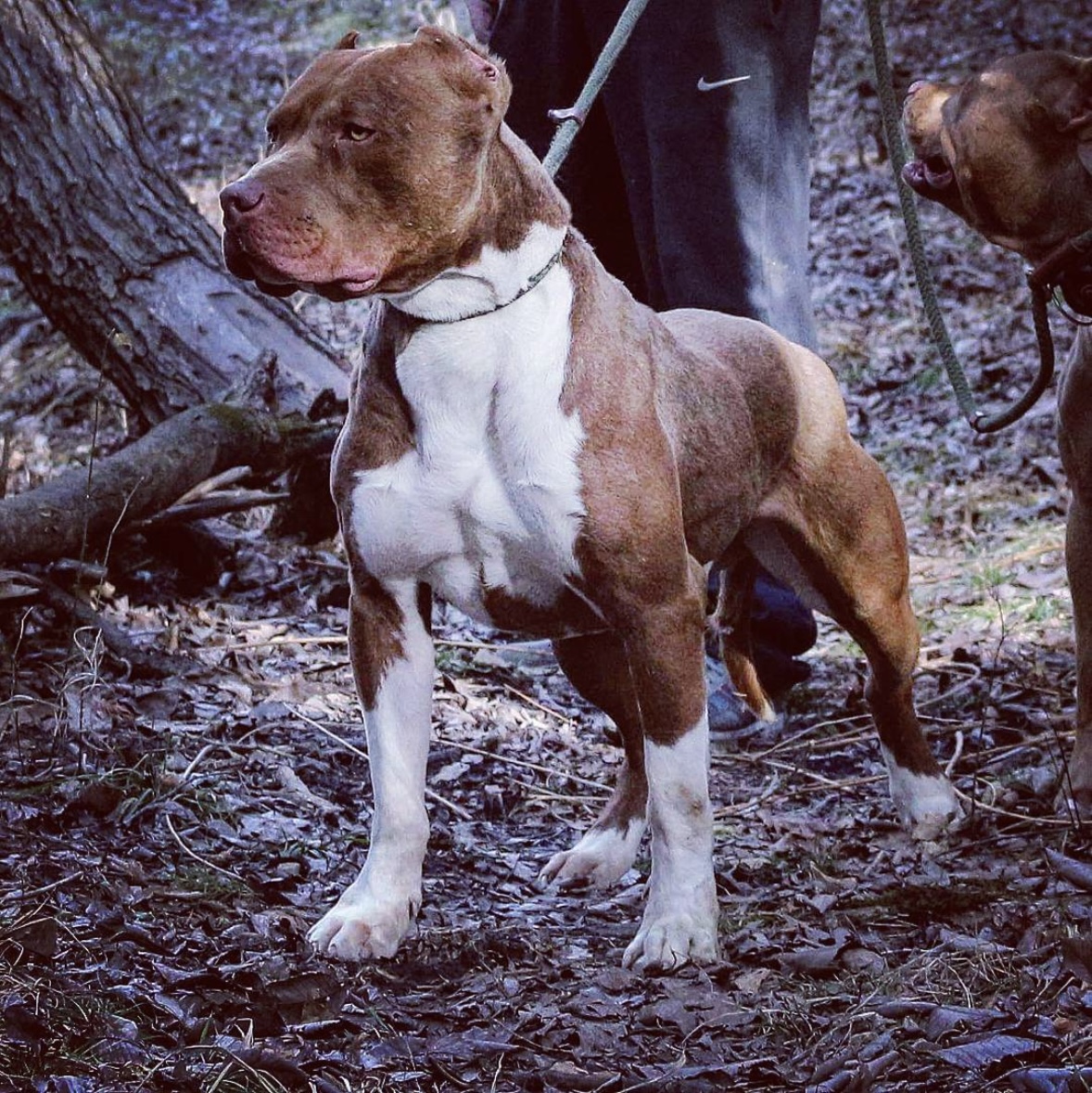 Dog Featured Image