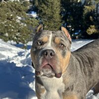 XV LAYLA (Big Bullys Barcelona)